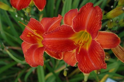 daylily blooms: SPOKEN VOW (VT)