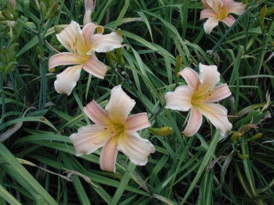 daylily blooms: SUGARED SANDSTONE (VT)