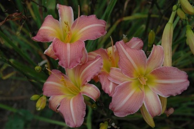 daylily blooms: TYPE ALPHA (VT)