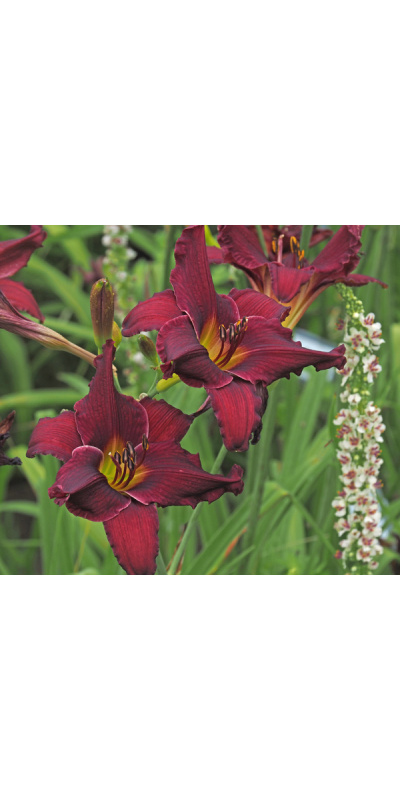 OLALLIE RUBY ROOT (14-7-26-22)