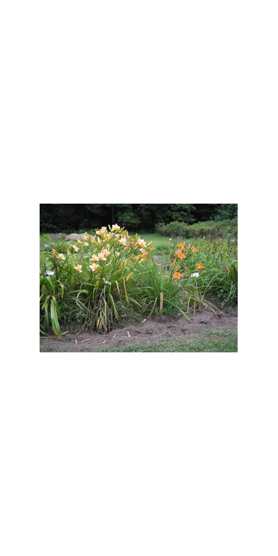 Daylily Clumps 2015: WHY NOT (VT)