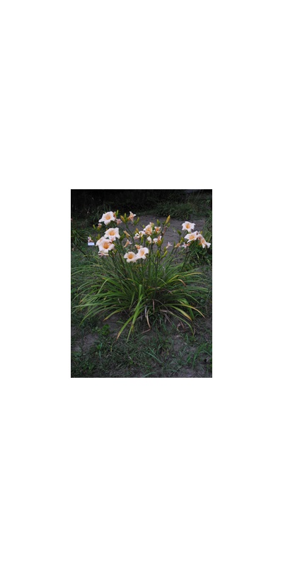 Daylily Clumps 2015: DIMPLED CHEEKS (VT)