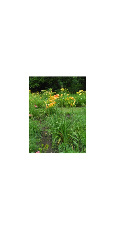 Daylily Clumps 2015: FAR FETCHED