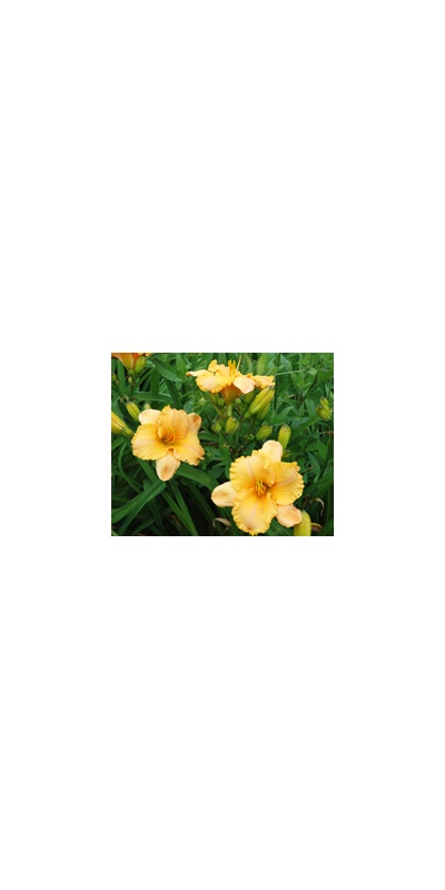 Daylily Clumps 2015: PURE AND SIMPLE