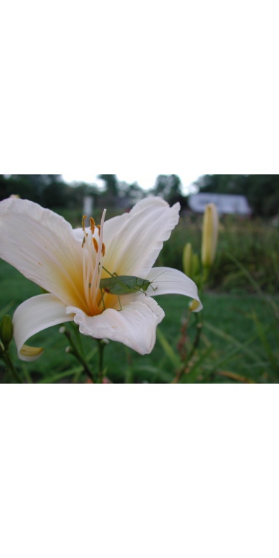 Daylily Scapes: ANGLES OF WHITE (VT)