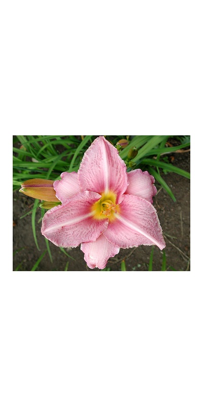 daylilies: CHICAGO ORCHID
