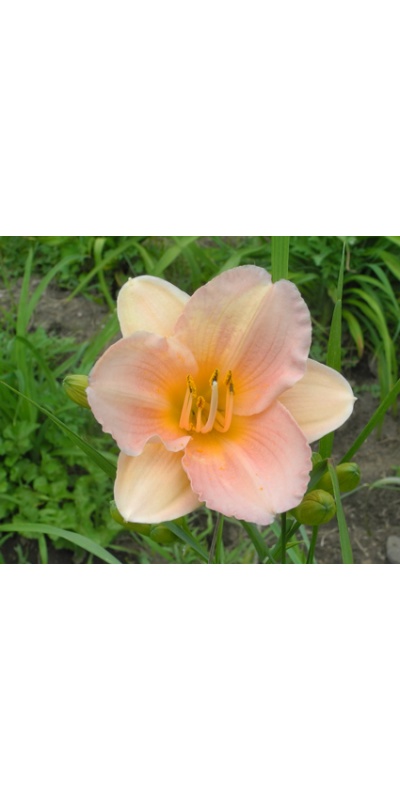 daylilies: OLALLIE NIFFER'S PRIDE (04-12)