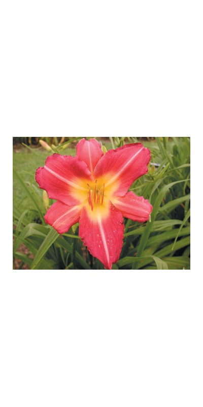daylilies: DELUXE ISSUE (VT)