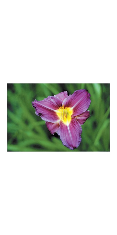 daylilies: MERLOT TRIANGLE (VT)