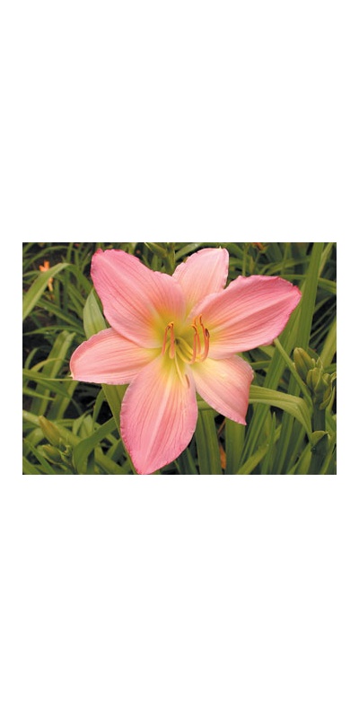 daylilies: PINK LAVENDER APPEAL