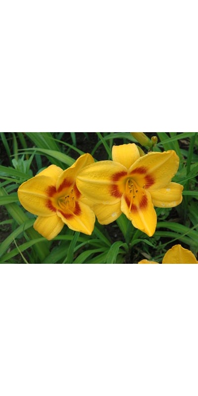 daylilies: PREVIEW PARTY