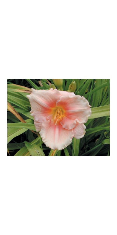 daylilies: SILOAM PINK GLOW