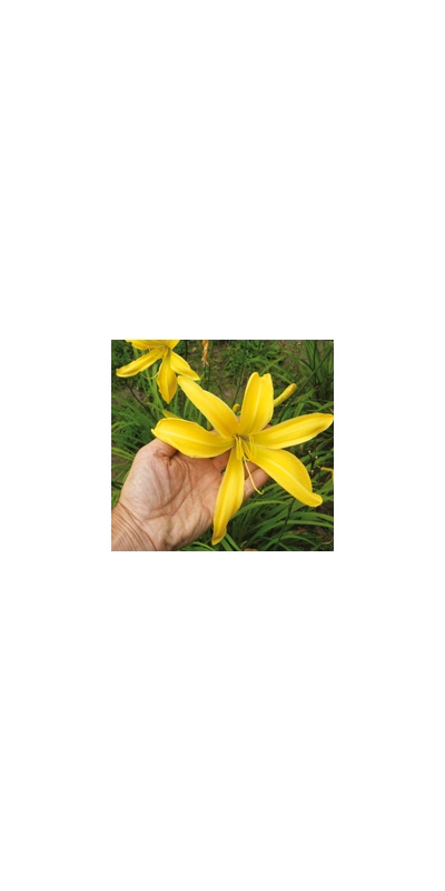 daylilies: SPIDER BREEDER
