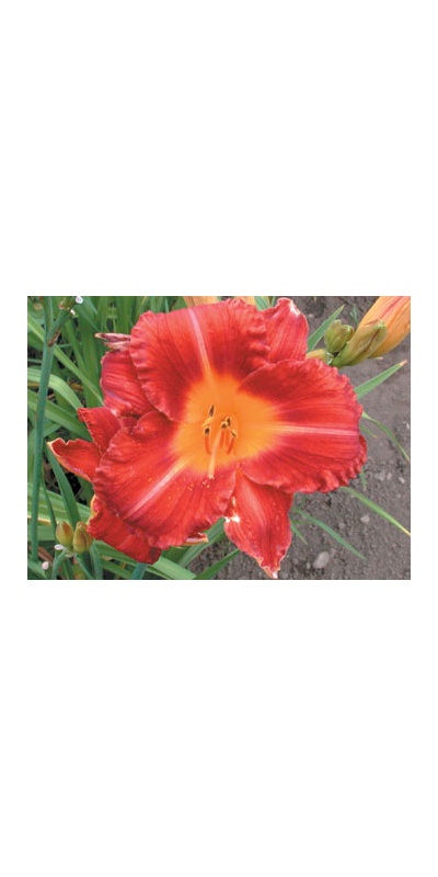 daylilies: SPIKEY RED (VT)