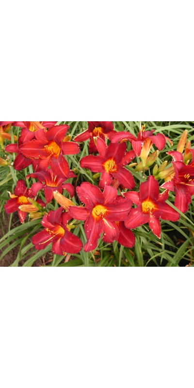 daylily blooms: REMEMBERING GRANDMA (VT)