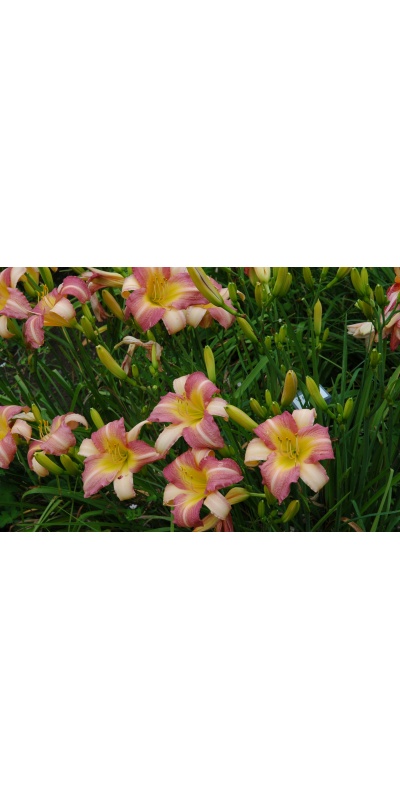 daylily blooms: ABALONE (VT)