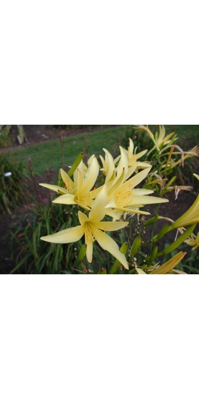 daylily blooms: H. citrina spider type (VT)