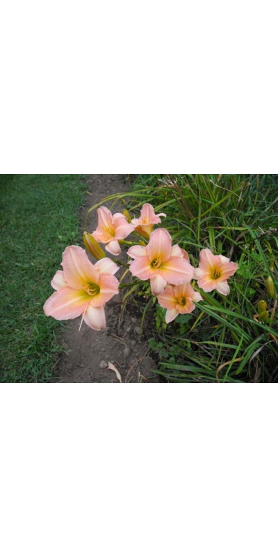 daylily blooms: ROSE ON PINK (VT)