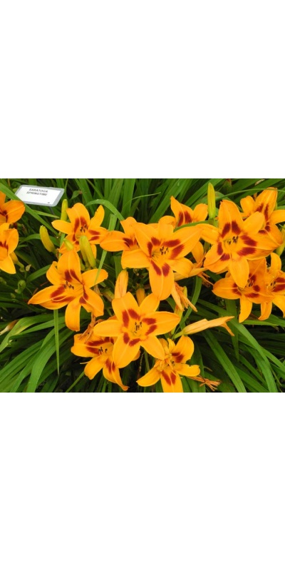 daylily blooms: bloom