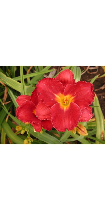 daylily blooms: SHOW GIRL SMILE