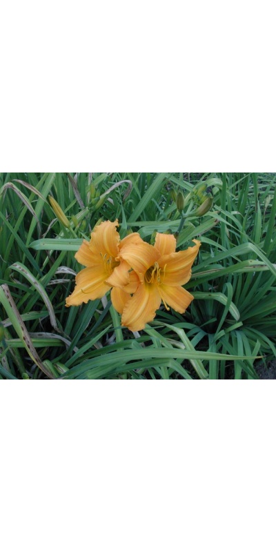 daylily blooms: SHOWLIGHT (VT)