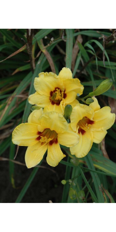 daylily blooms: SILOAM JUNE BUG