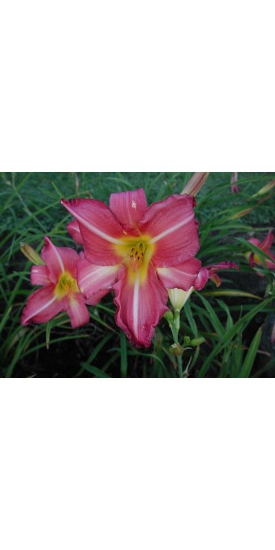 daylily blooms: SWEET CLOVER (VT)