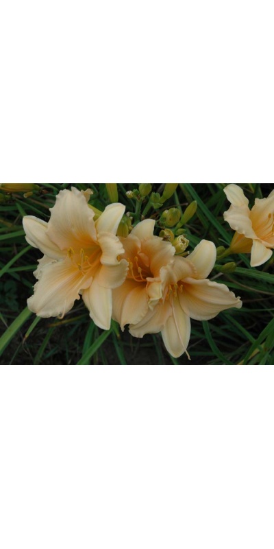 daylily blooms: THE LAST MELON (VT)