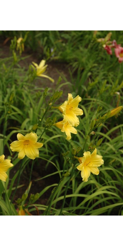 daylily blooms: TOY TRUMPETS